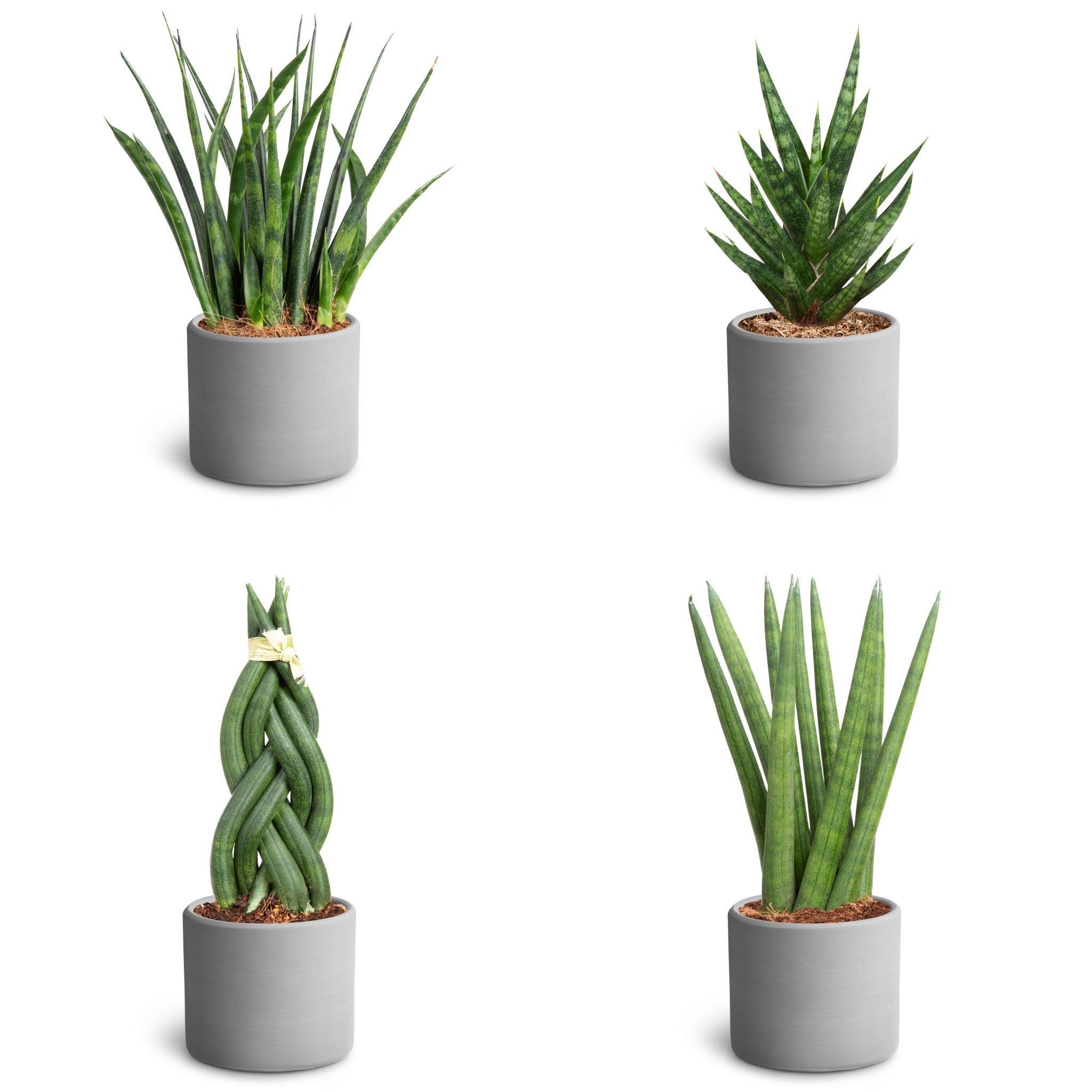 Raw Grey, Sansevieria Collection, D 7