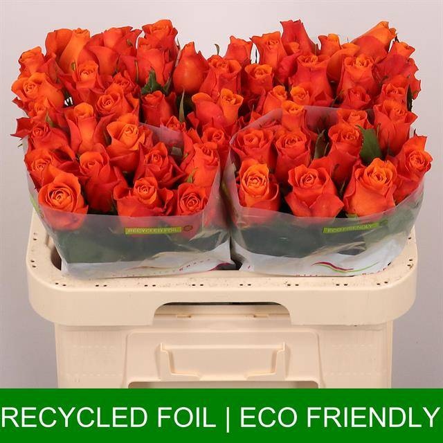 Роза од. Оранж Вэйв 60, шт.