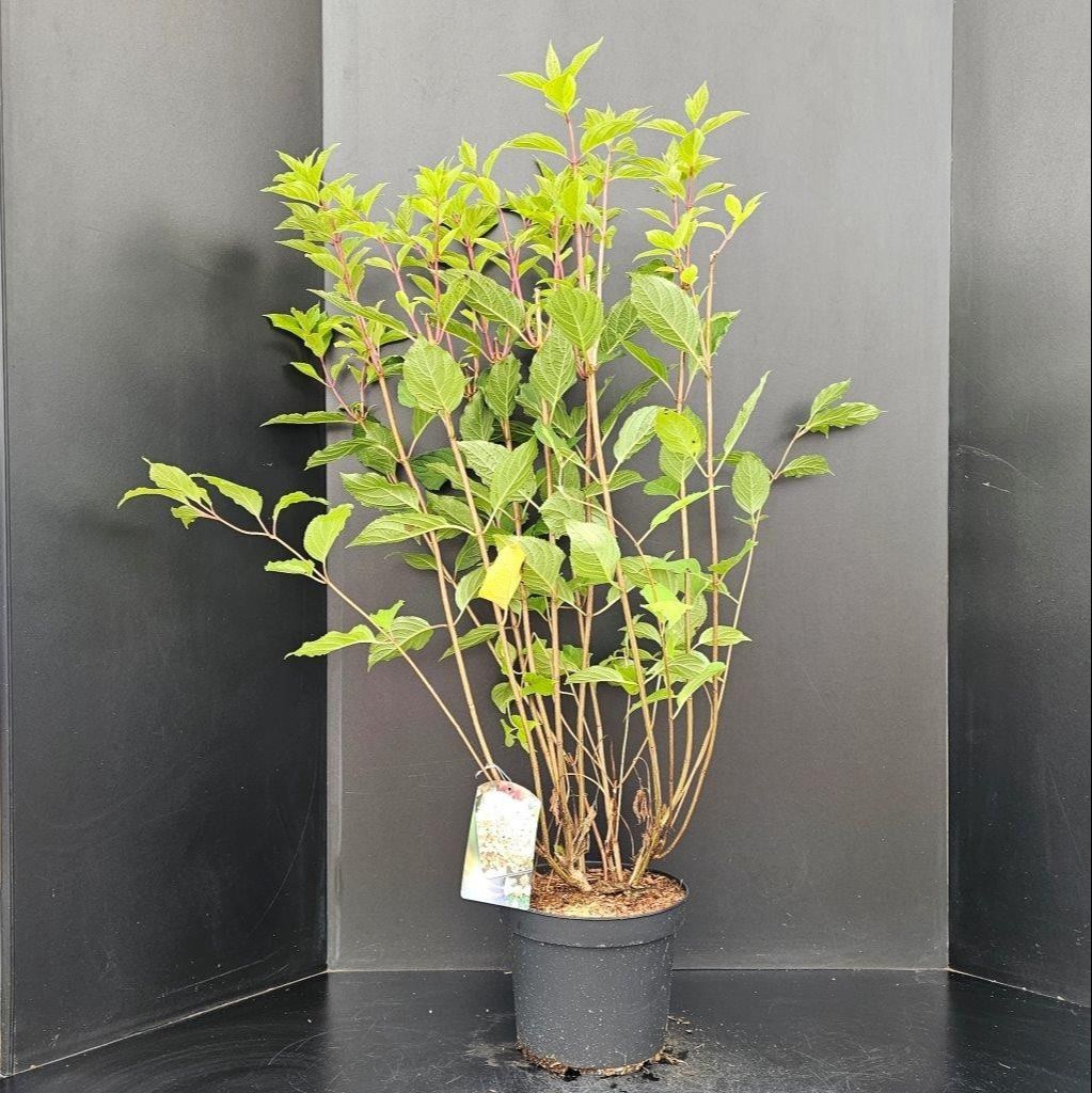 Hydrangea paniculata Phantom, D 26 cm