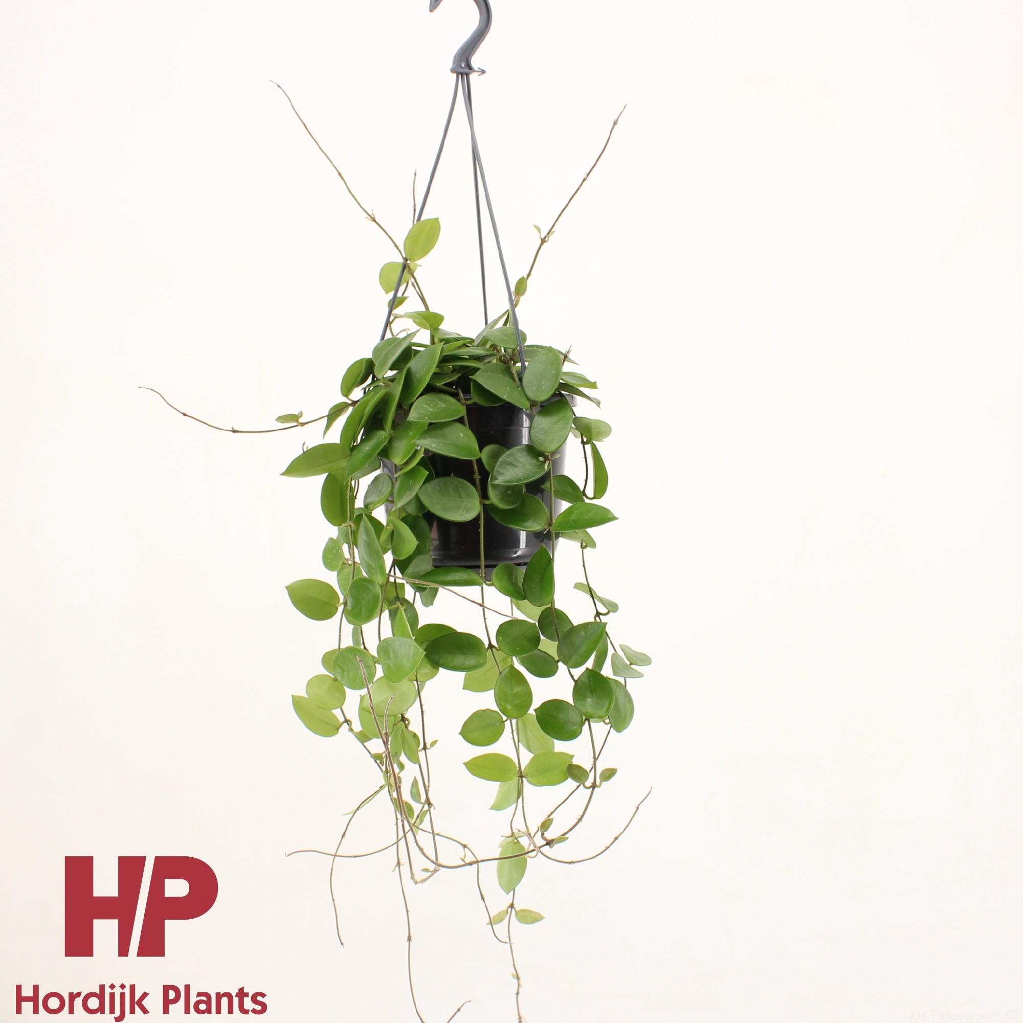 Hoya Chouke P15, D 15 cm Hoya Chouke P15, D 15 cm