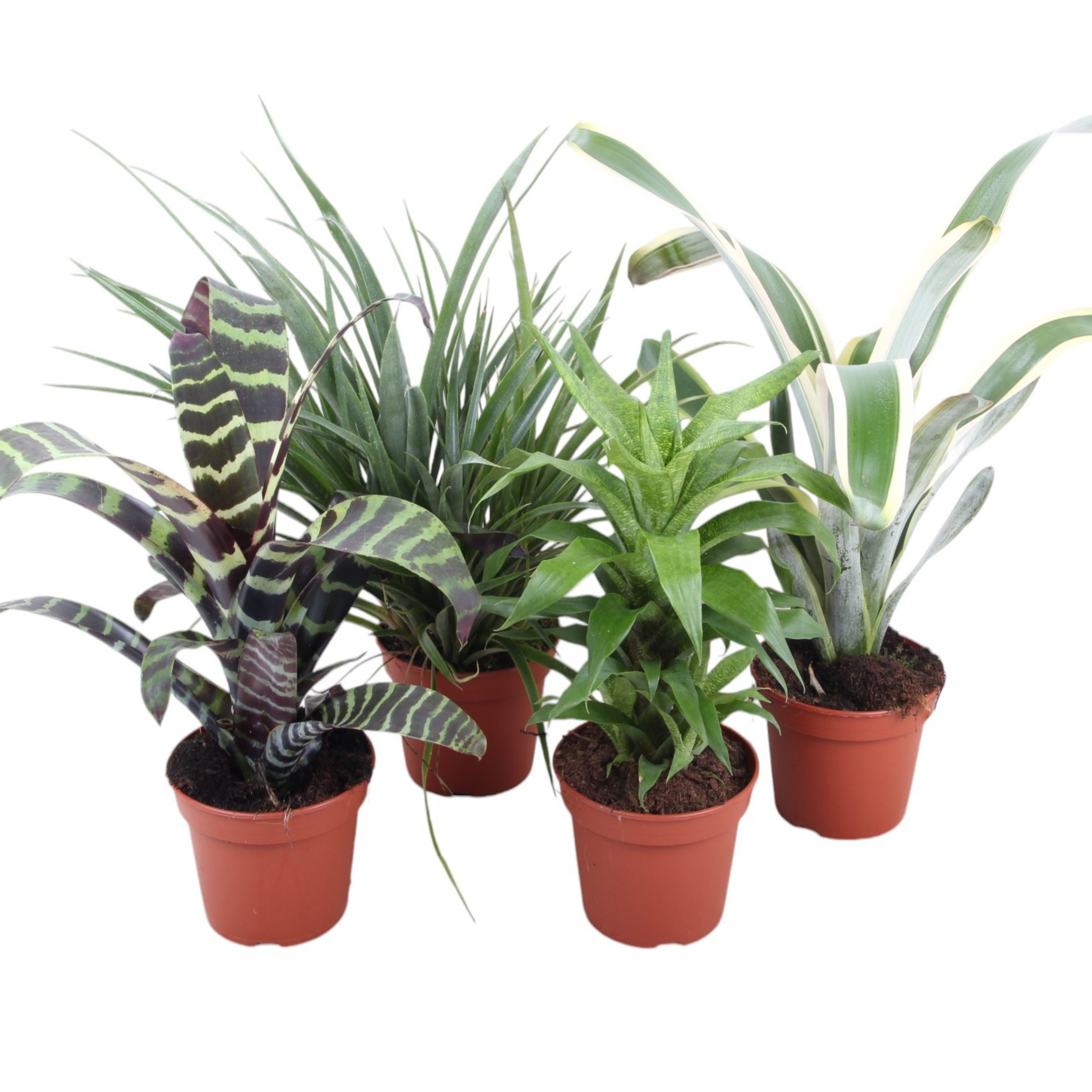 Forrest mix Bromelia 15cm, D 15