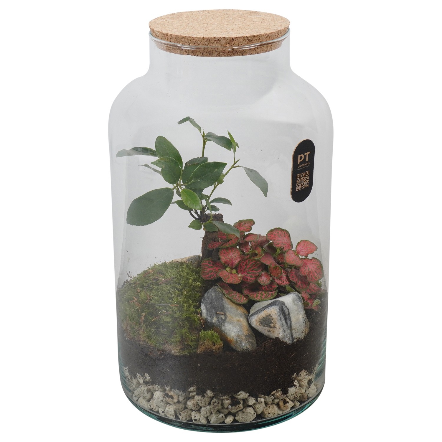 PTTER8141 Arrangement terrarium in glazen terrarium, D 18