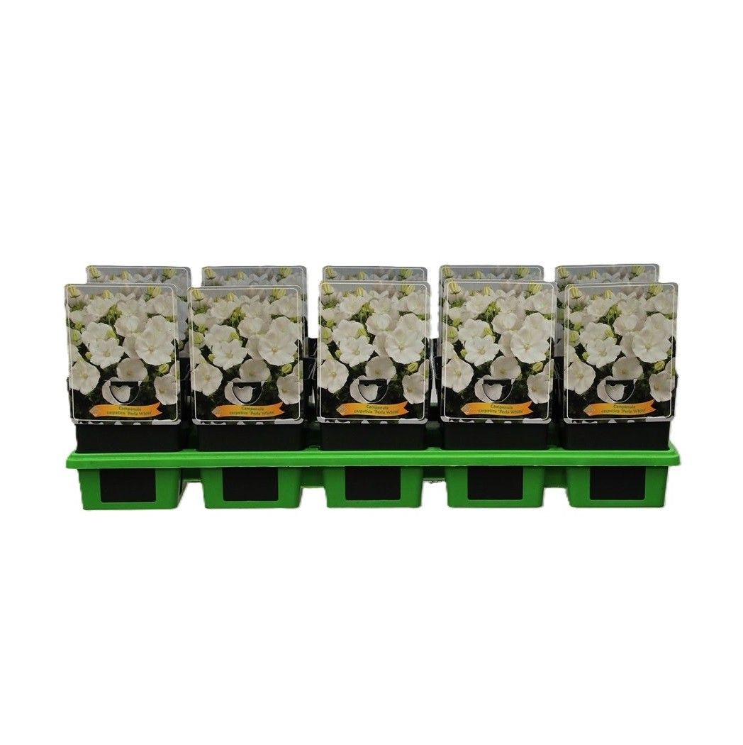 Campanula carpatica 'Perla White' P11, D 11 cm