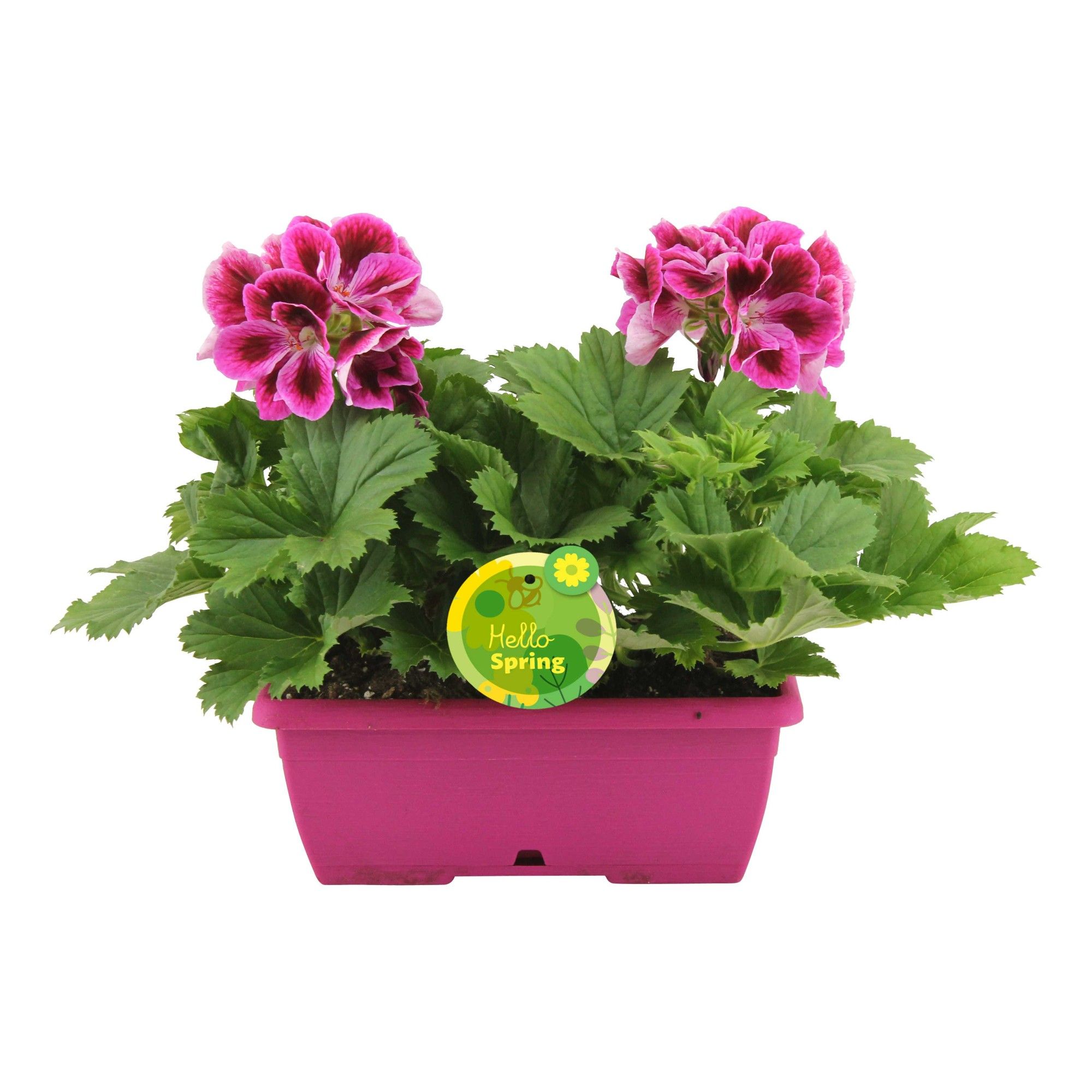 Hello Spring Pelargonium Grandiflorum Ton sur Ton in roze duobakje, D 25