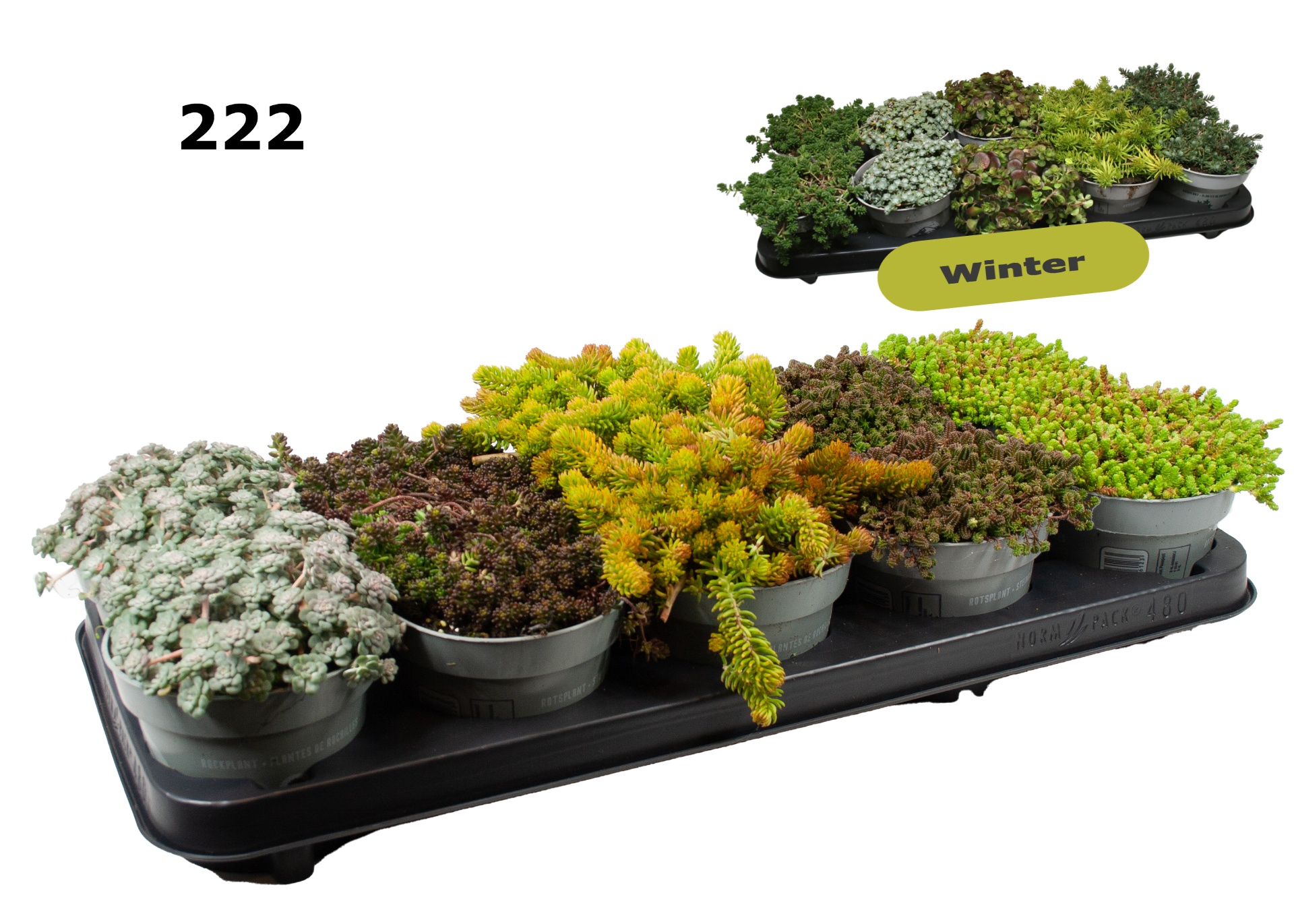 Sedum 12 cm gemengd, D 12