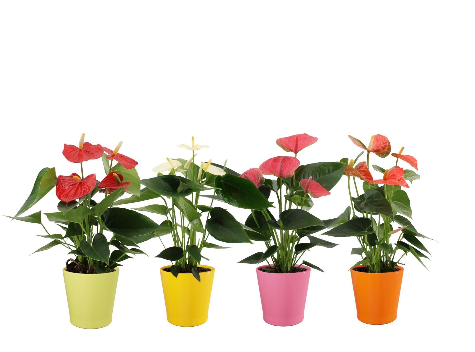 Anthurium 4 color mix in Fleur Gloss ceramics, D 12
