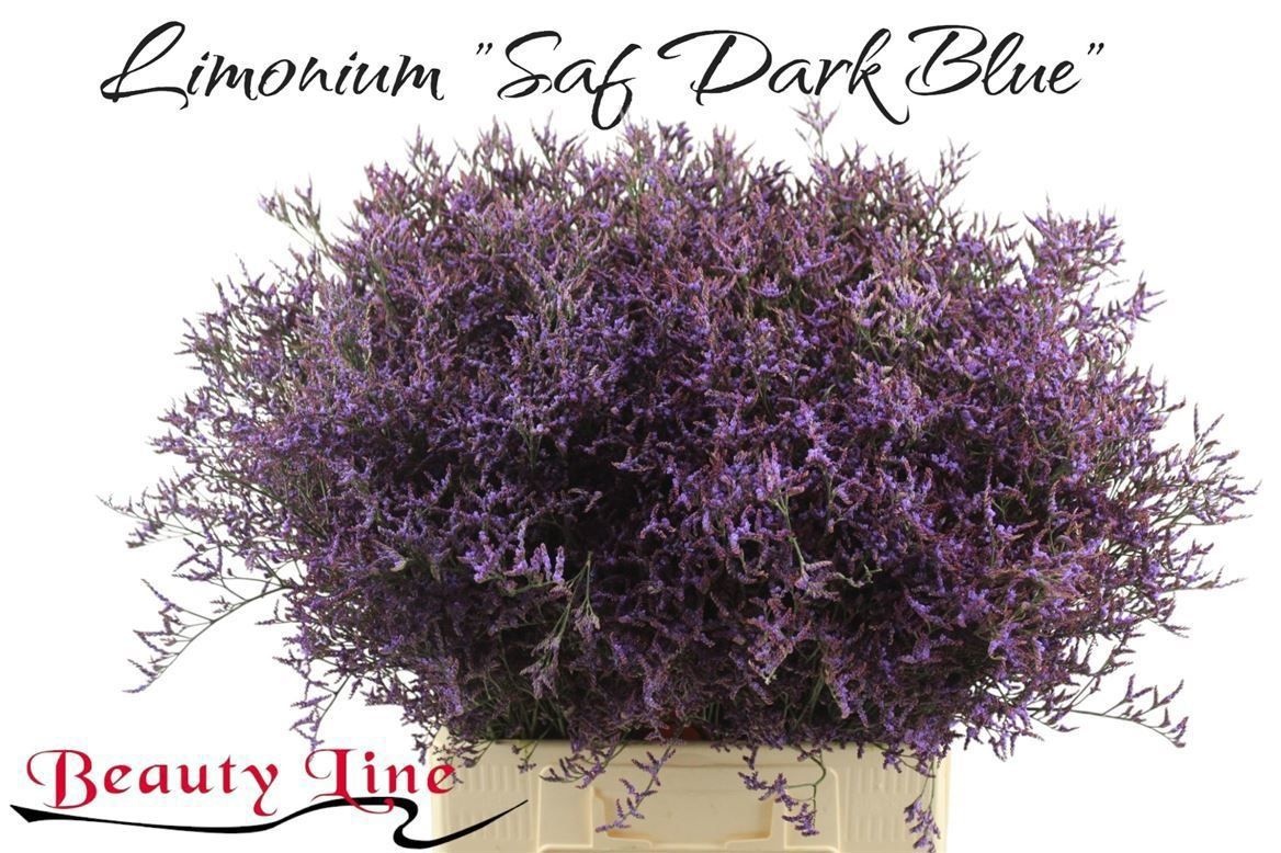 Лимониум Сафора Дарк Блю 70, шт.