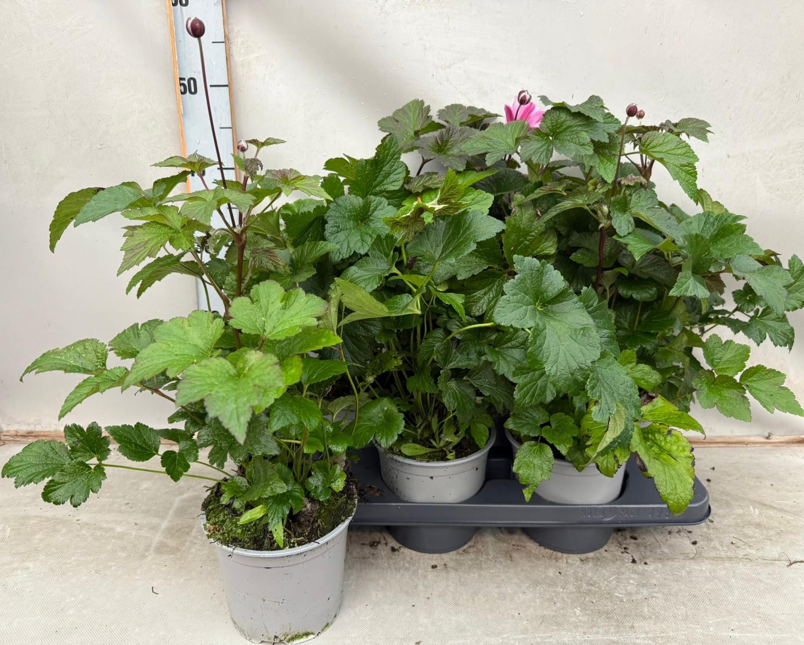 Anemone rose, D 15 cm