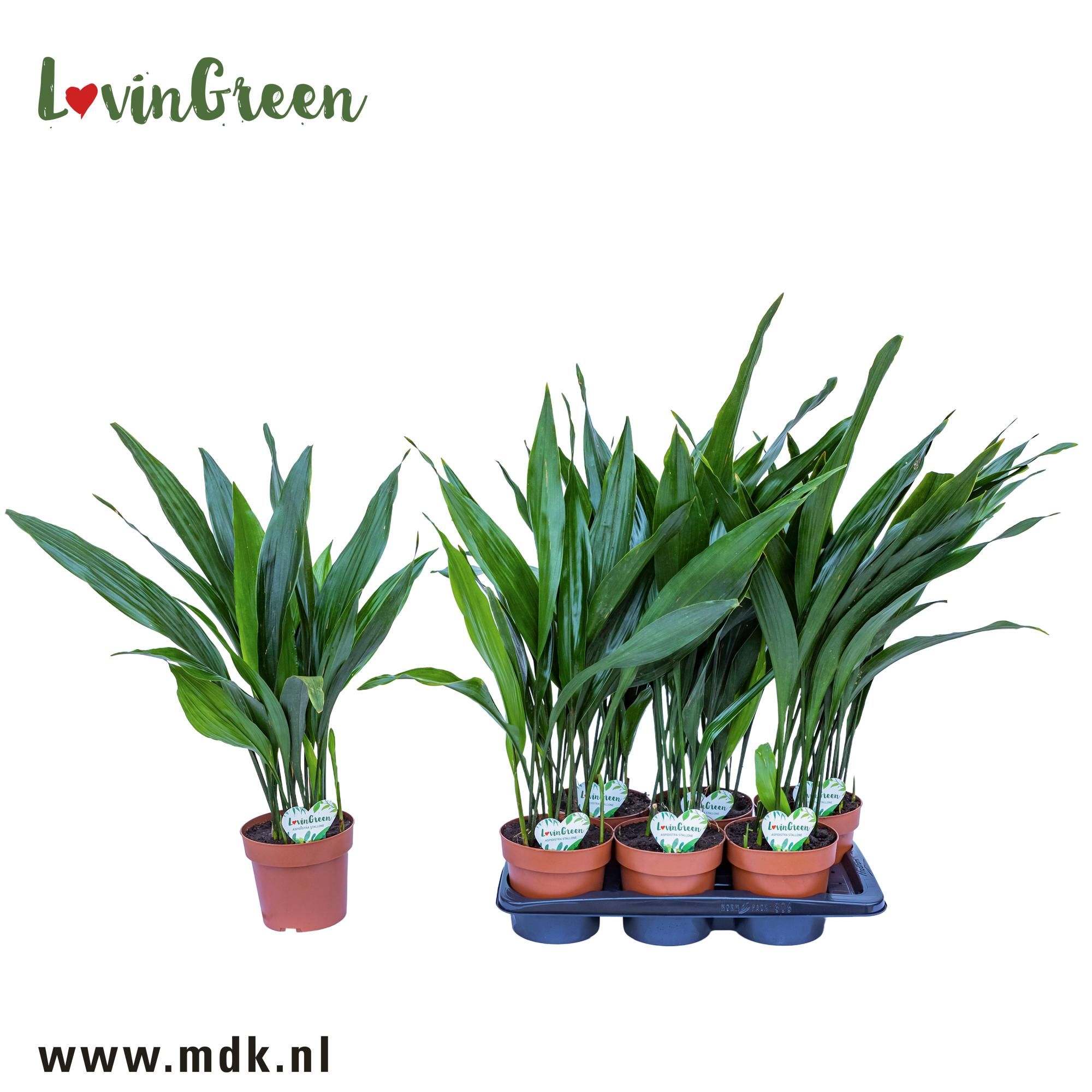 ASPIDISTRA ELATIOR, D 17 cm ASPIDISTRA ELATIOR, D 17 cm