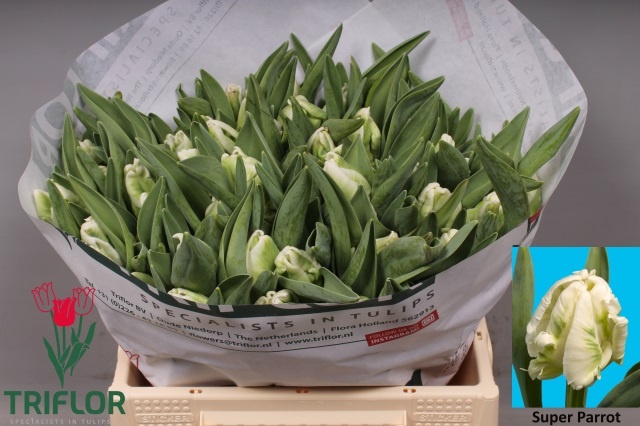 Тюльпан Пэррот Супер Пэррот 35, шт.