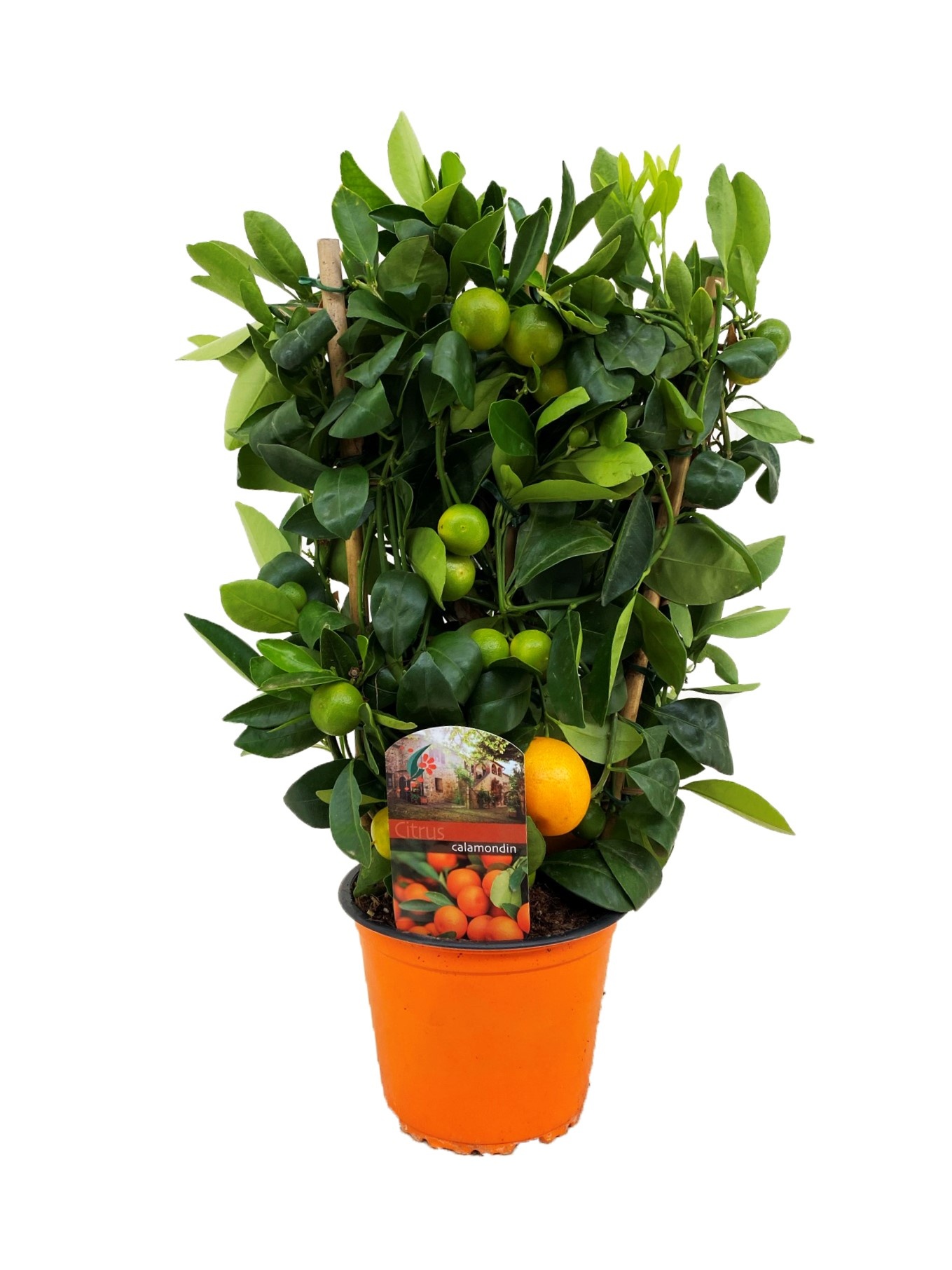 Citrus calamondin, D 14 cm