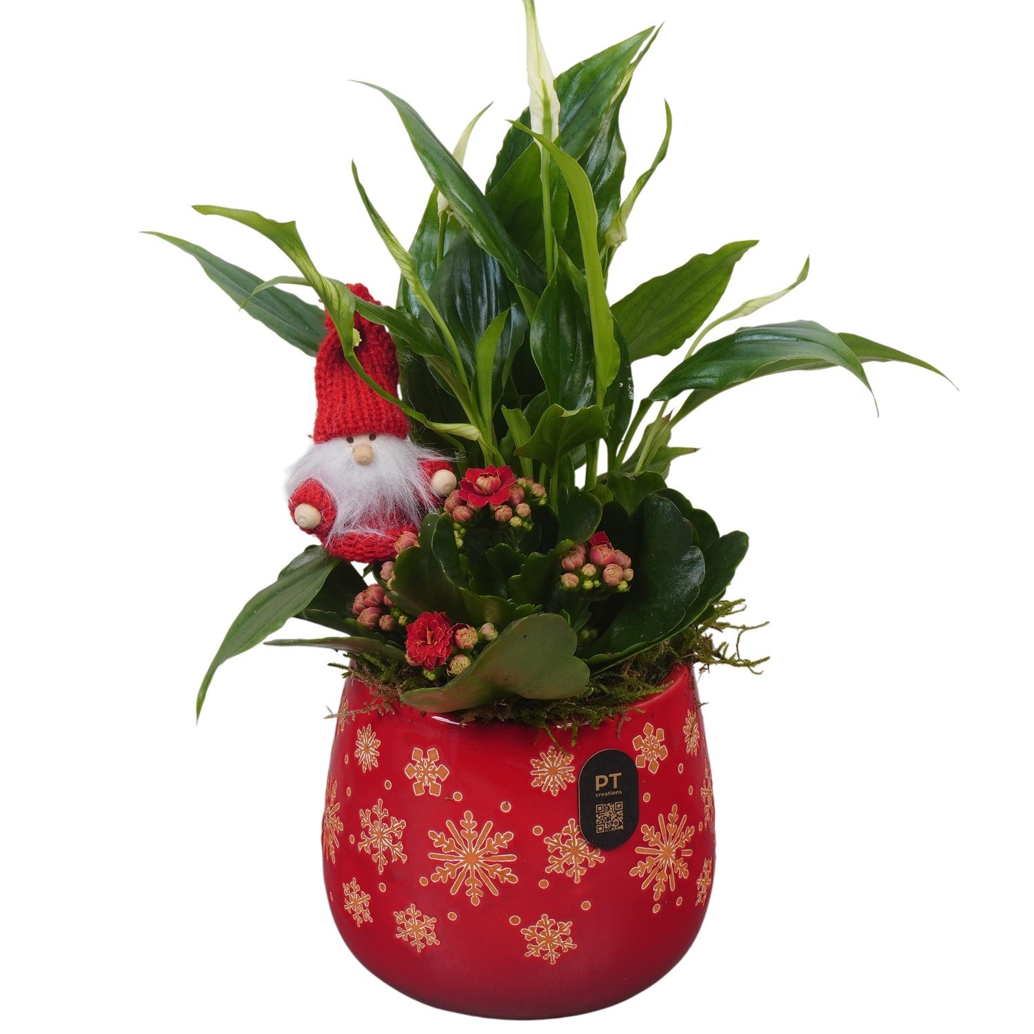 PTCHR9554 Arrangement Christmas Red in keramiek pot, D 12