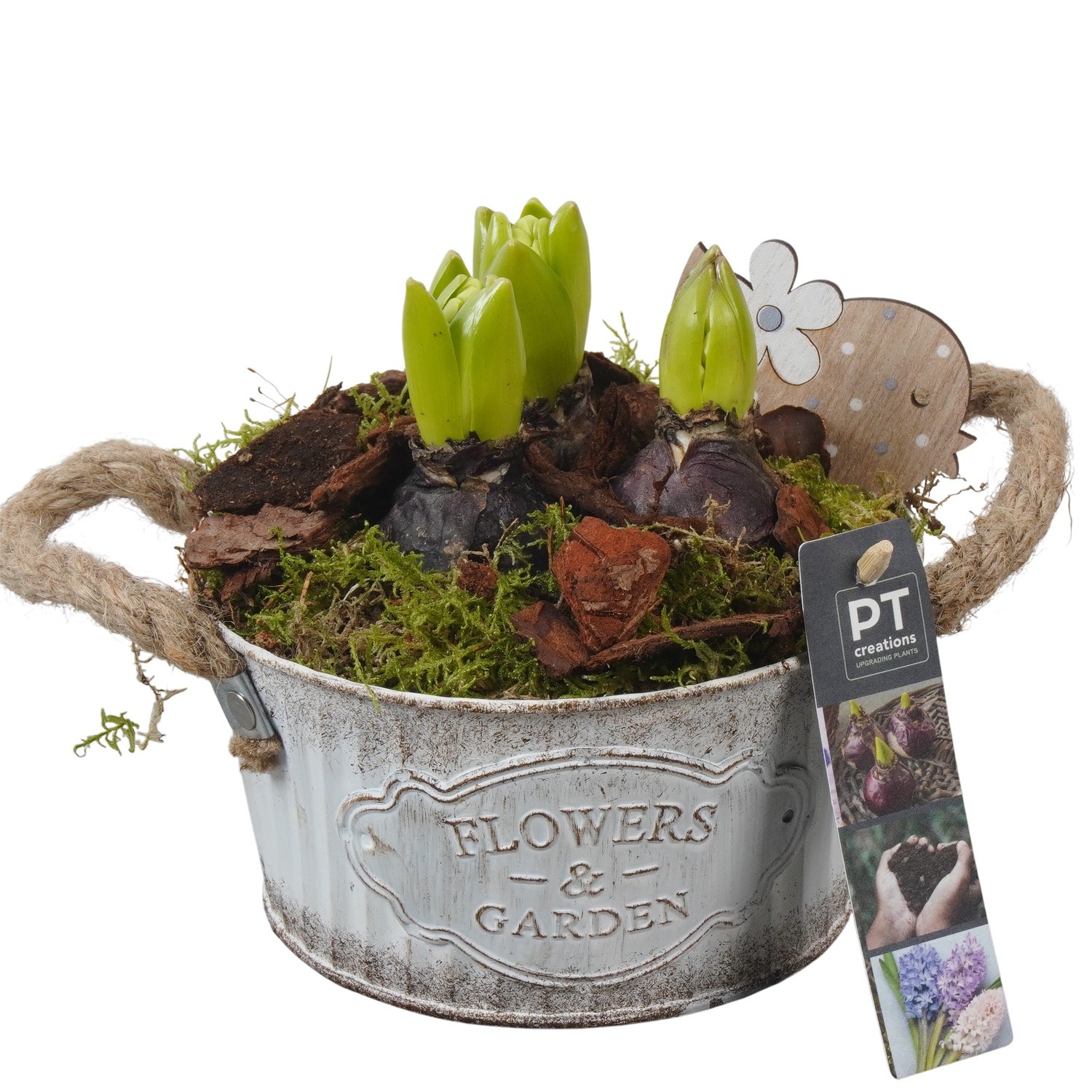 PTHC9141 Arrangement Hyacints in zink pot, D 16