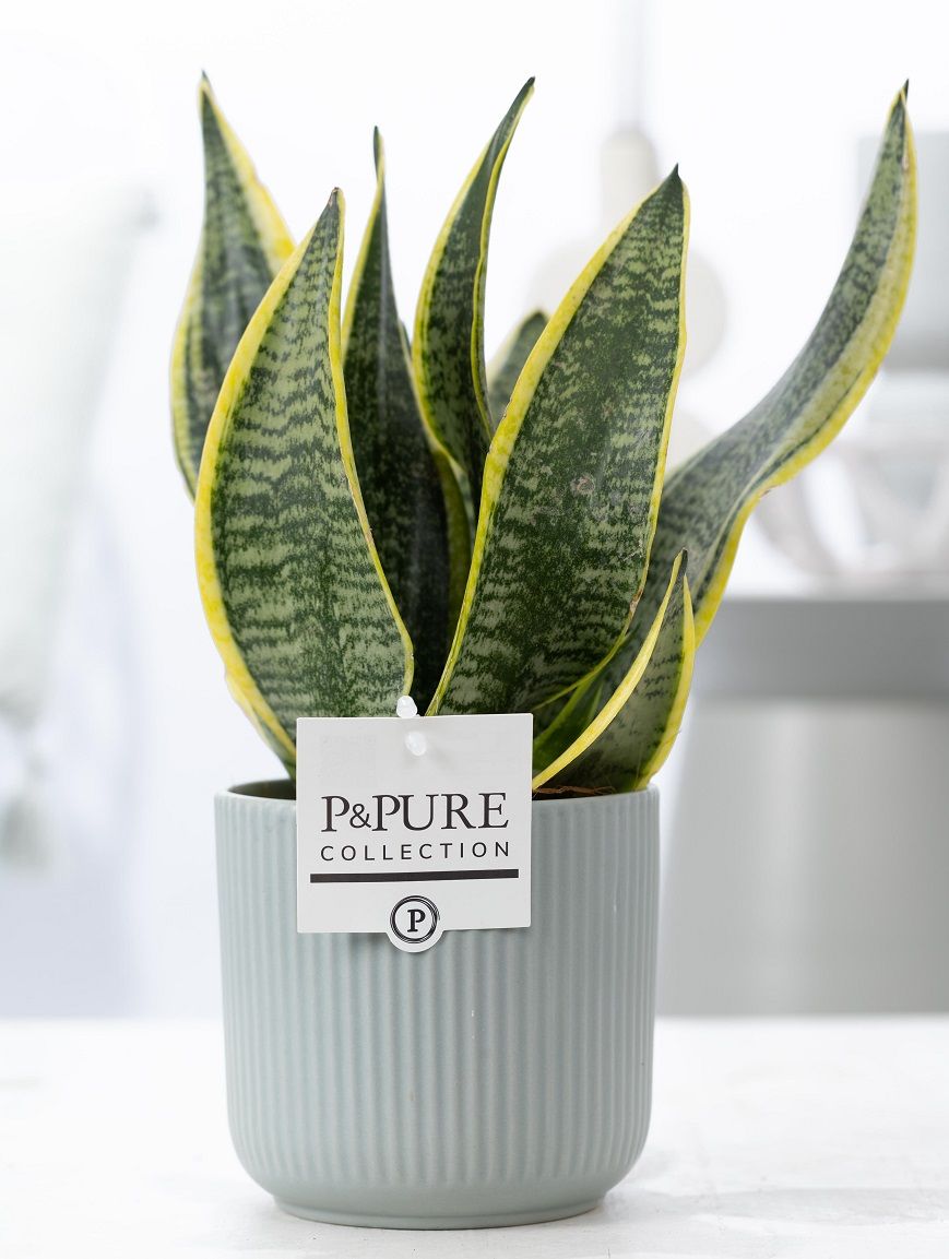 Sansevieria Trif. "Futura Superba" in P&PURE Sophie cer. green, D 12