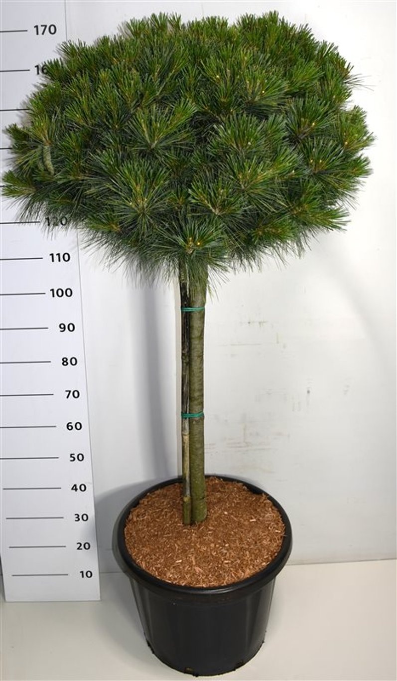 Pinus strobus 'Nana', D 48