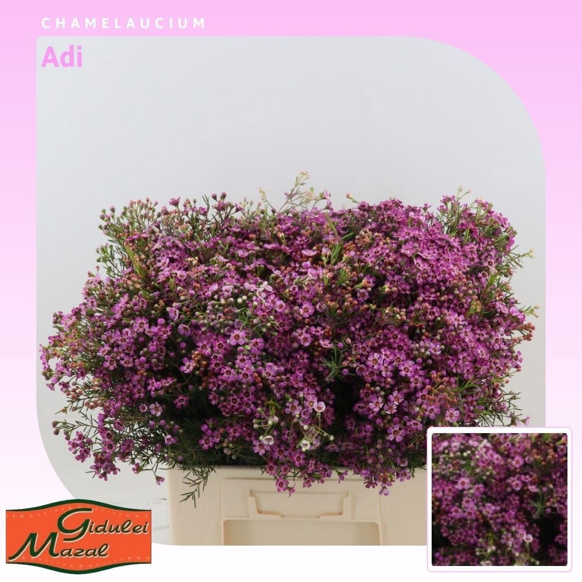 Шамелациум Ади 60 (роз.), шт.