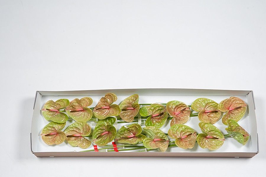 Антуриум Писташ x16, шт.