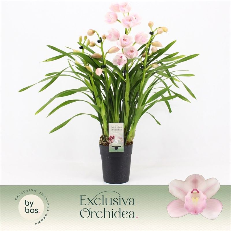 Cymbidium p14 Pink Bell 4T, D 14