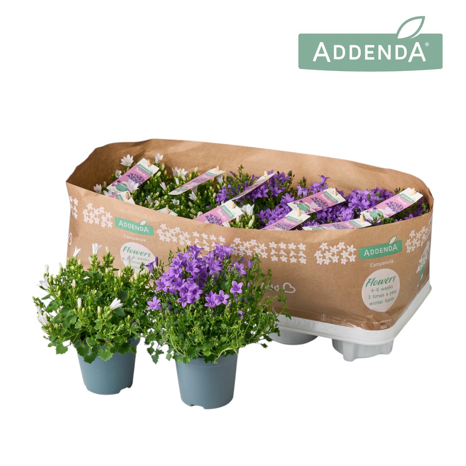 Campanula Addenda Mix 2 - Paars/ Wit, D 10,5