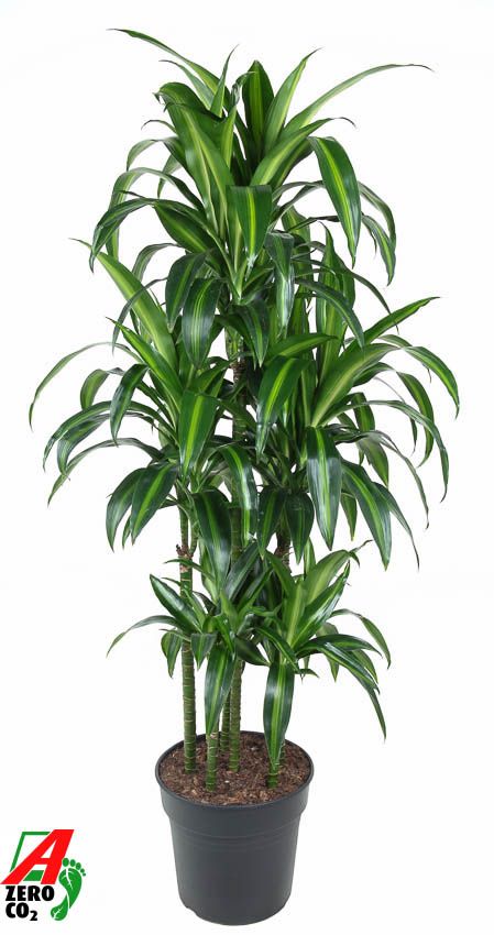 Dracaena Hawaiiana 90-carrousel, D 31