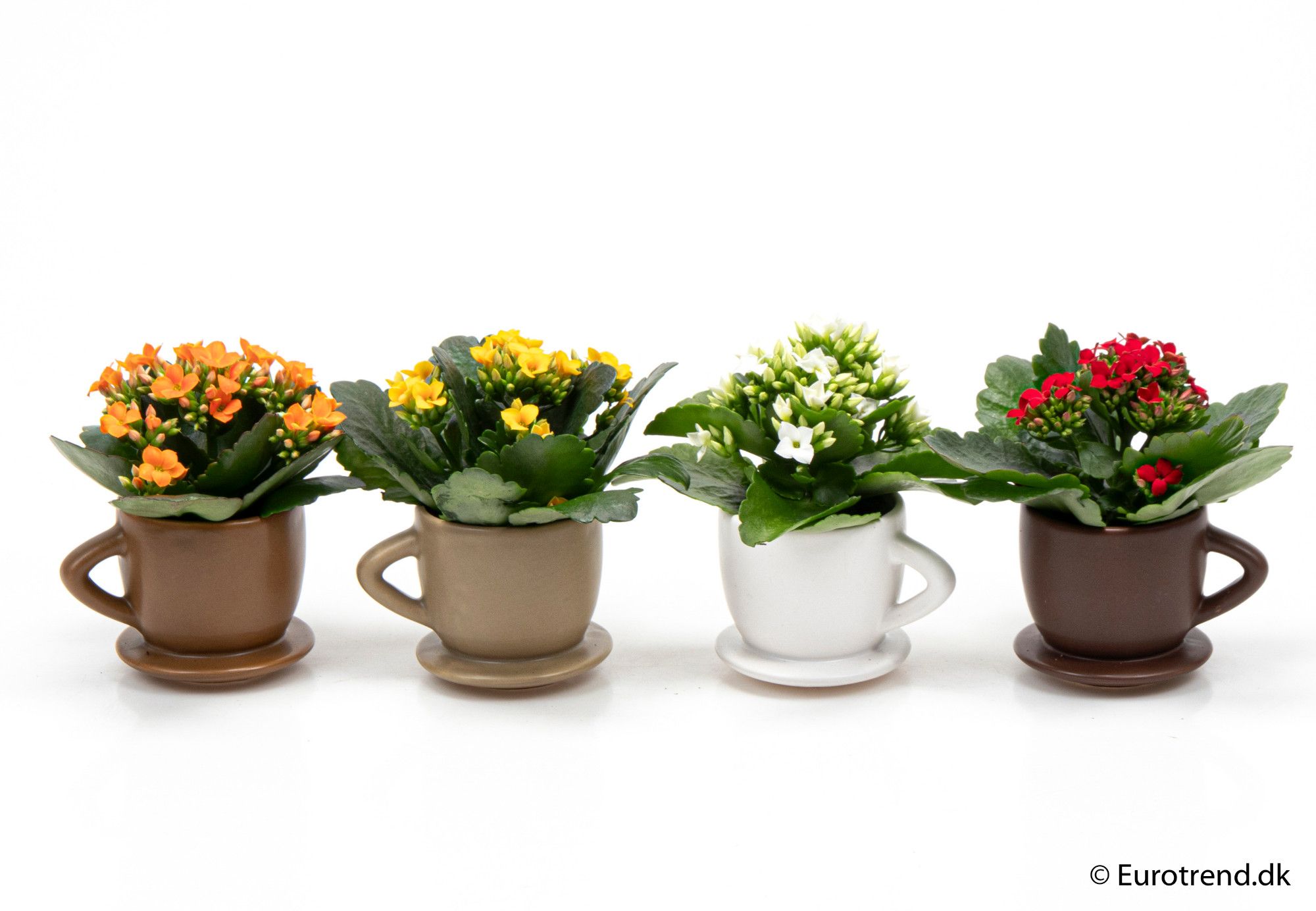 Kalanchoe in ceramic - New Look 2025, D 6