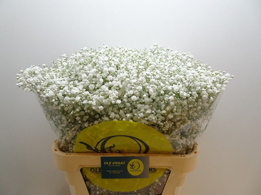 Гипсофила Экселенс 80, шт.