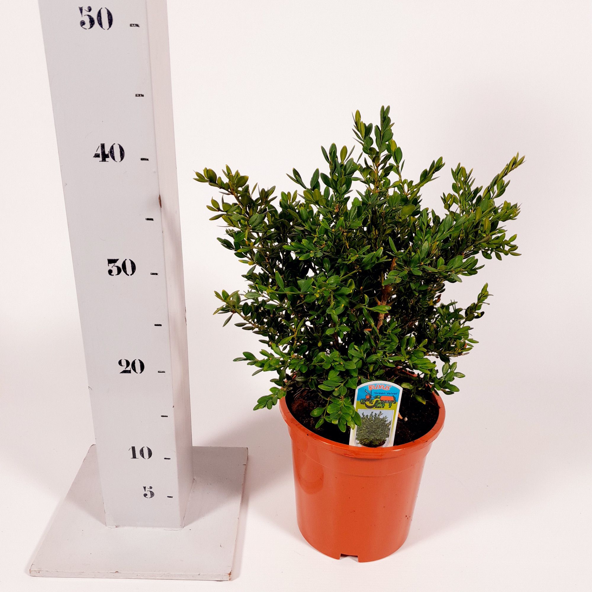 Buxus 'Green Velvet', D 17