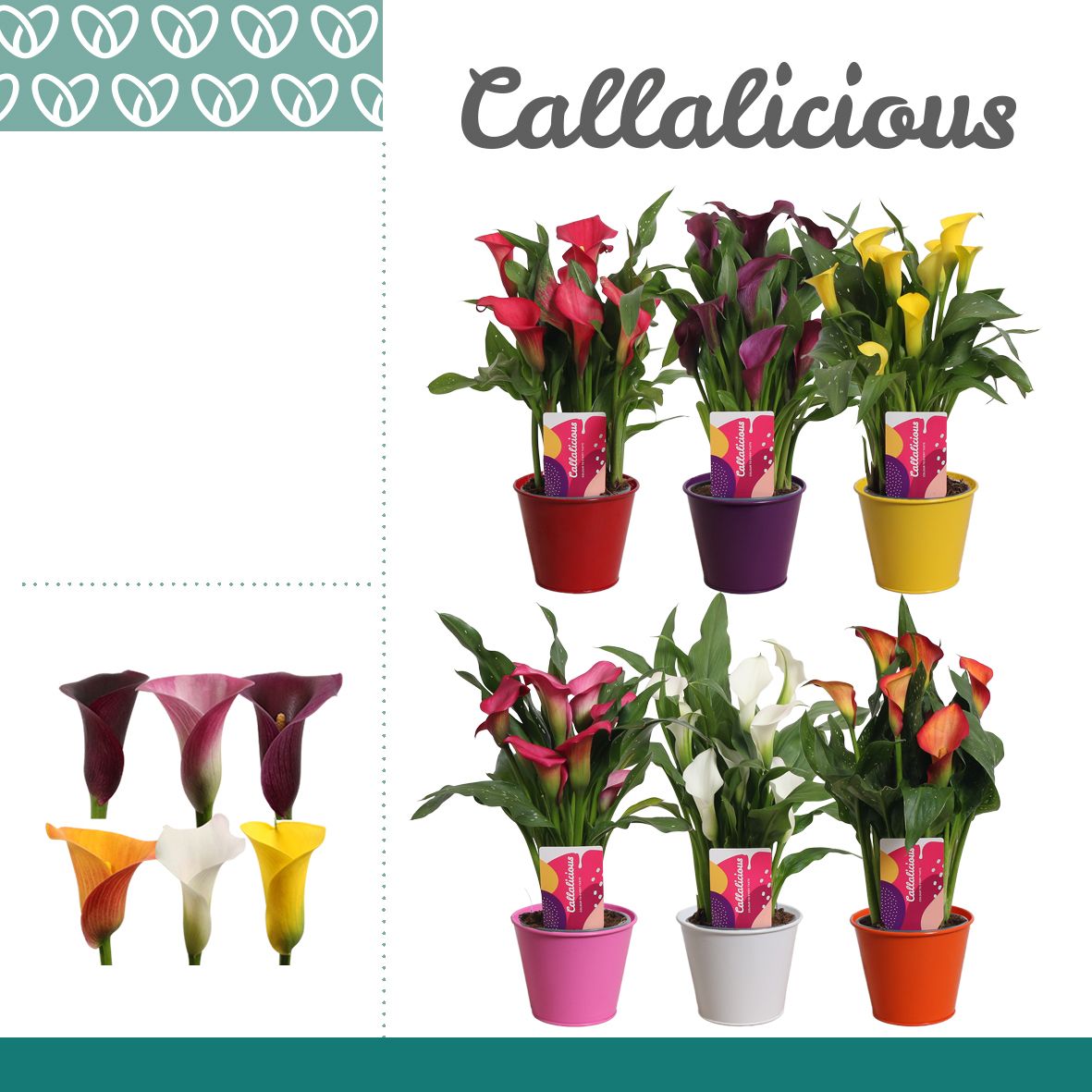 Zantedeschia (Calla) Mix in Ompot Zara, D 12