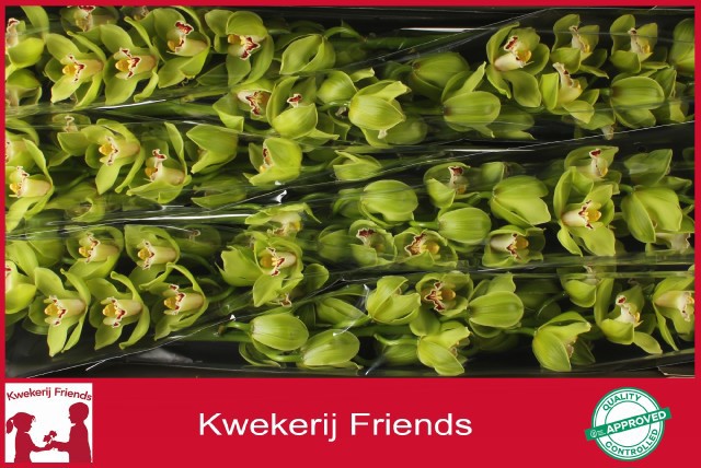 Цимбидиум Оваци Эмеральд x6 80, шт.