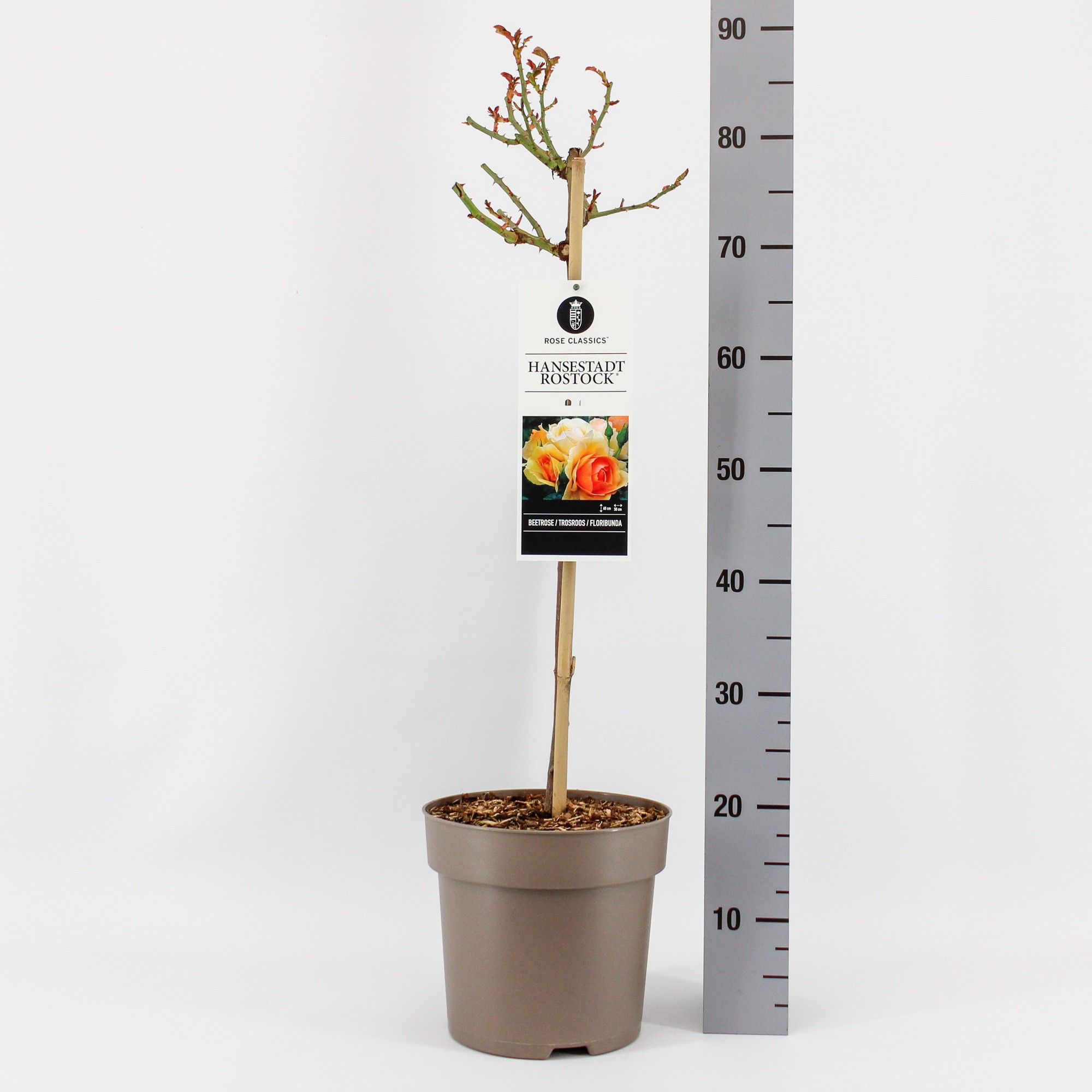 Rosa (F) Hansestadt Rostock ®, stam 50, C6, D 24