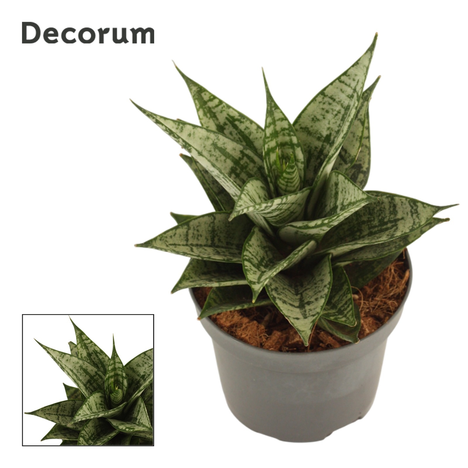 Sansevieria Erlandel Crown 9 cm (Decorum), D 9