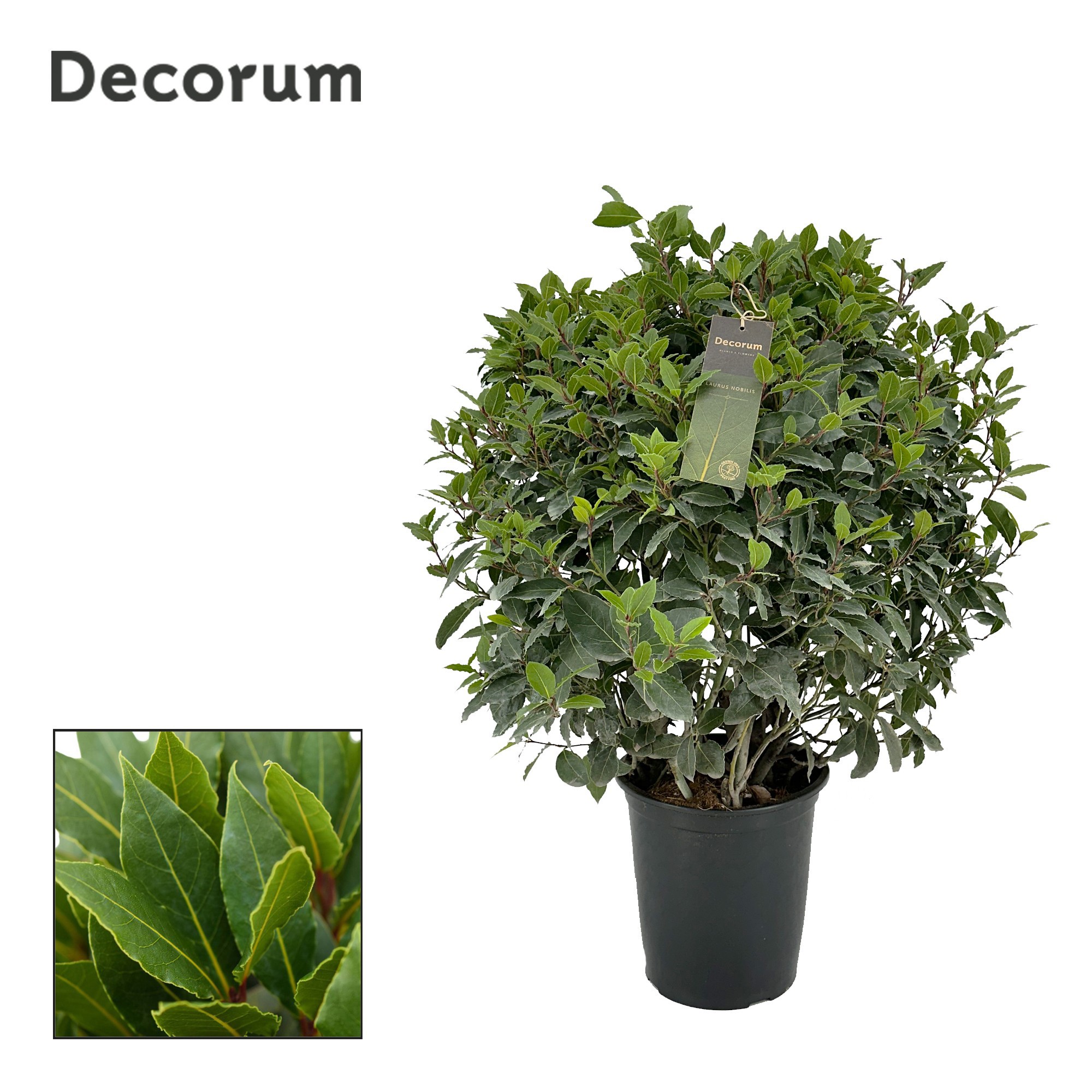 Laurus nobilis Bol zonder stam, D 25 cm