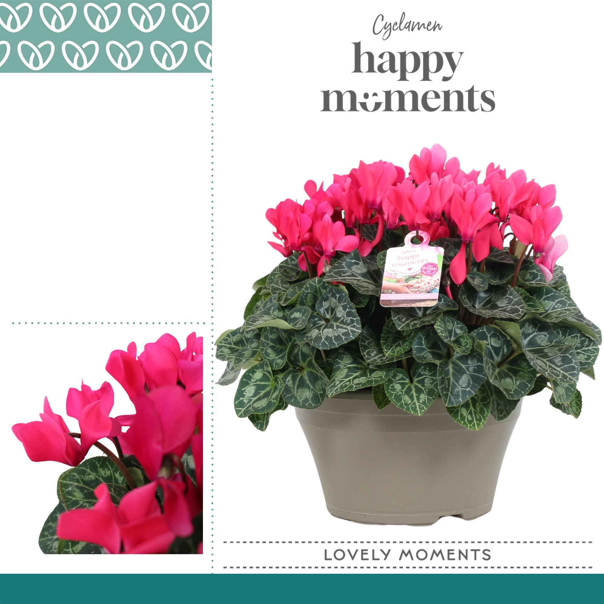 Cyclaam Garden Roze Schaal Taupe, D 22 cm