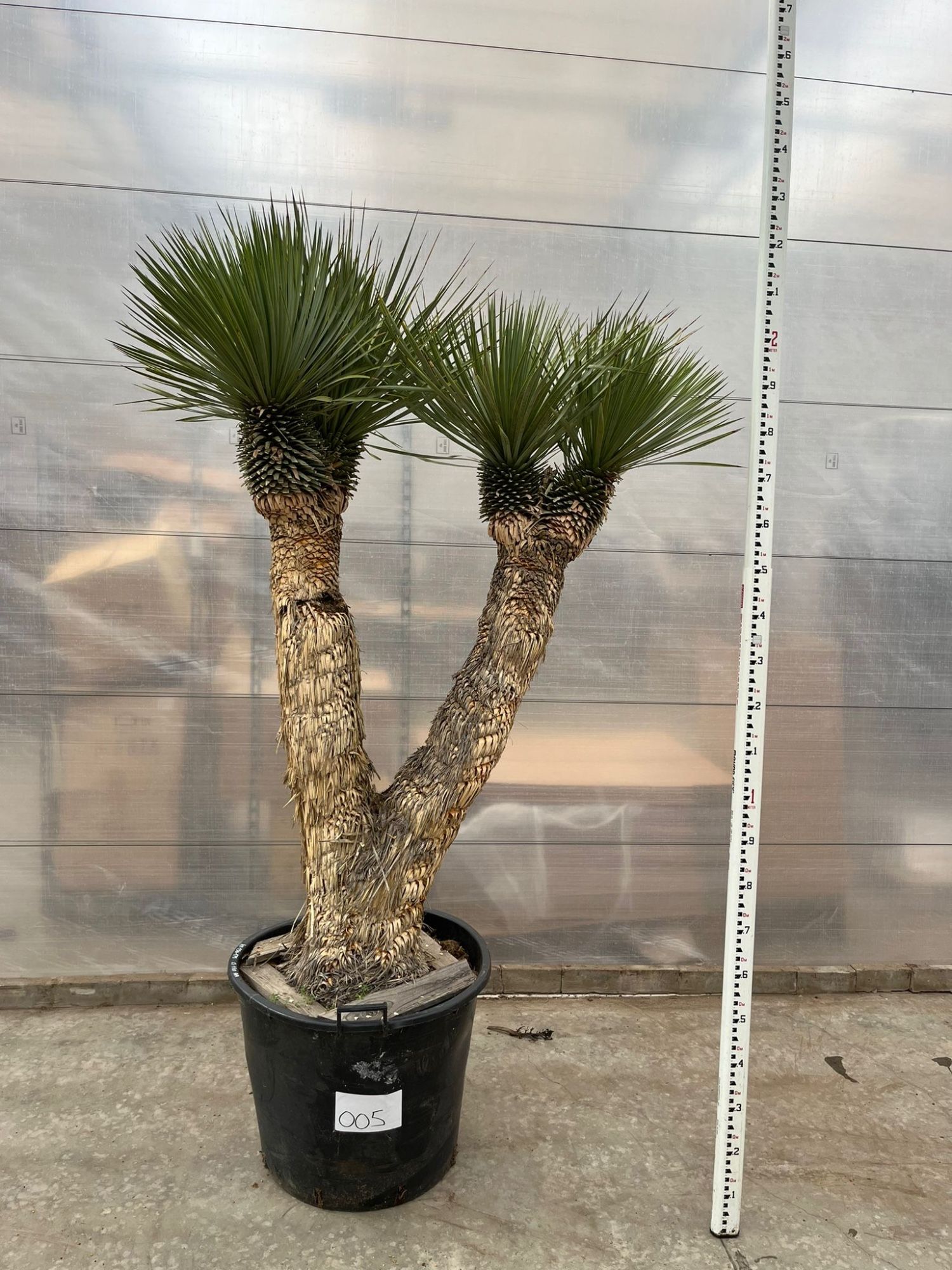 Yucca Rostrata Multistam 005 - 230cm, D 70