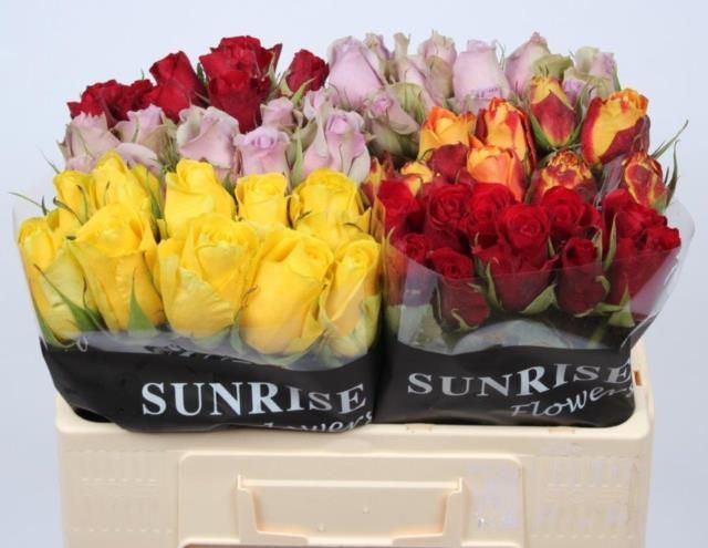 Роза од. Микс в баке 50, шт.