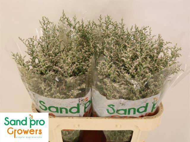 Лимониум Мисти Вайт 70, шт.