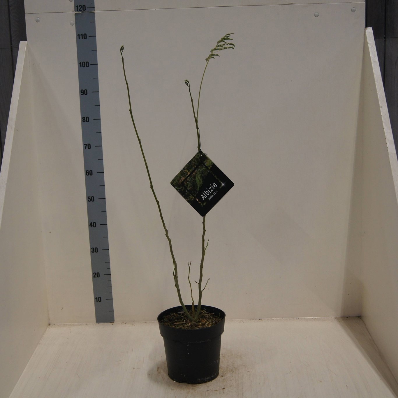 Albizia julibrissin, D 24