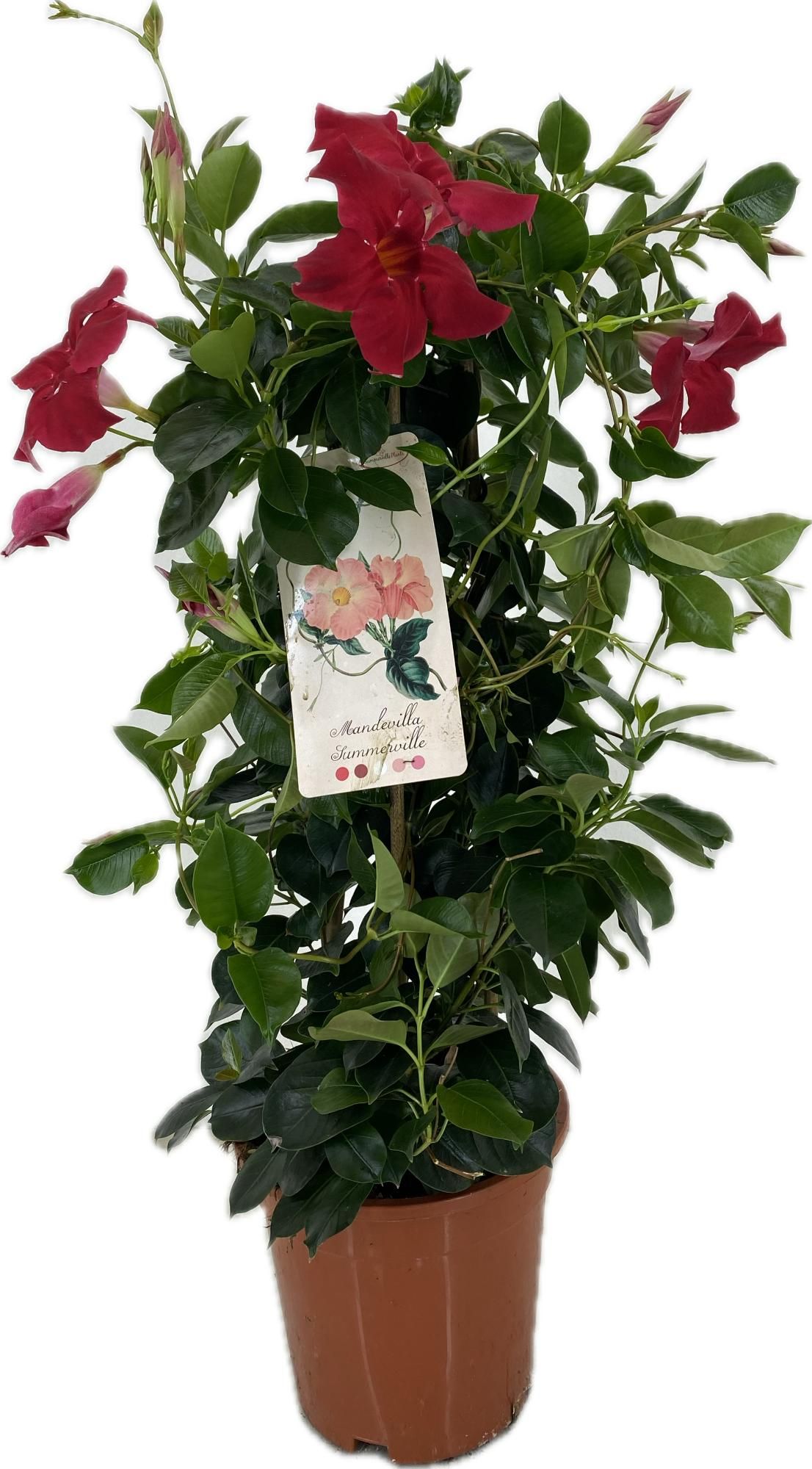 p17 Diamantina Topaze Vermilion pyramide, D 17