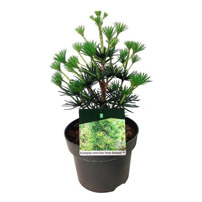 Sciadopitys vert. Green Diamond, D 21