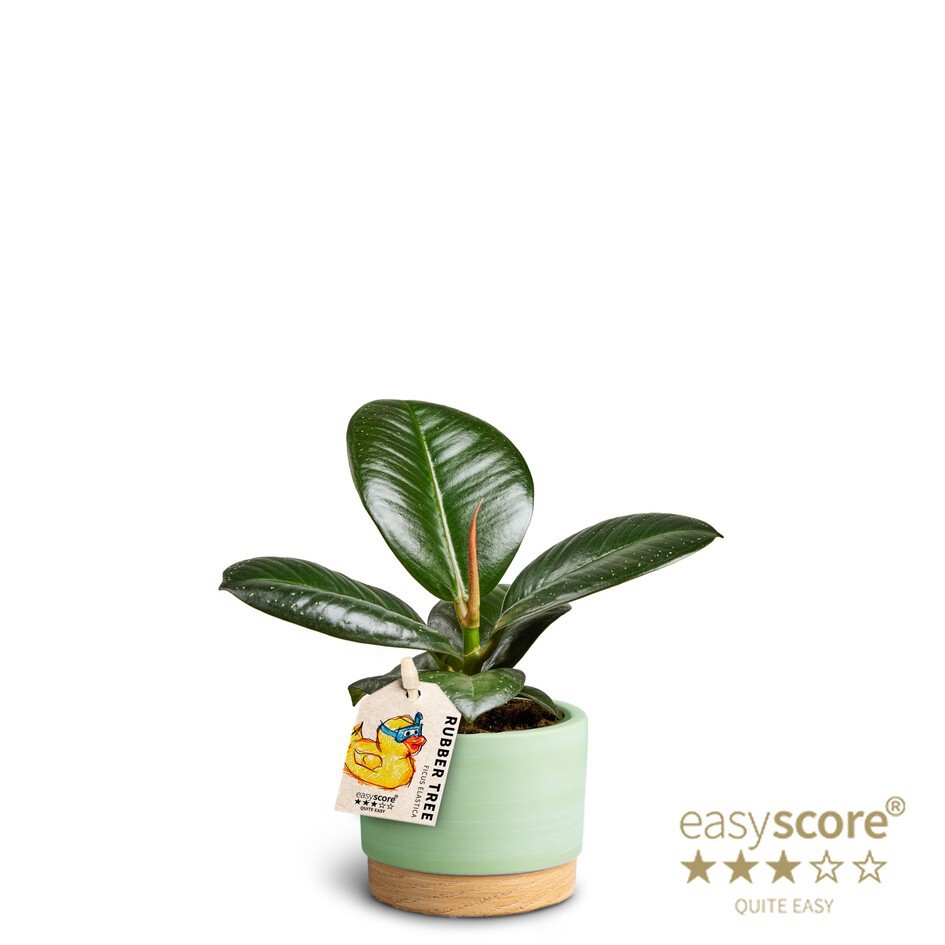 FICUS ELASTICA 'SOFIA' 40620688 WB Matcha, D 7