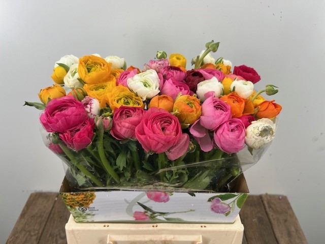 Ранункулус Микс в пачке 40, шт.