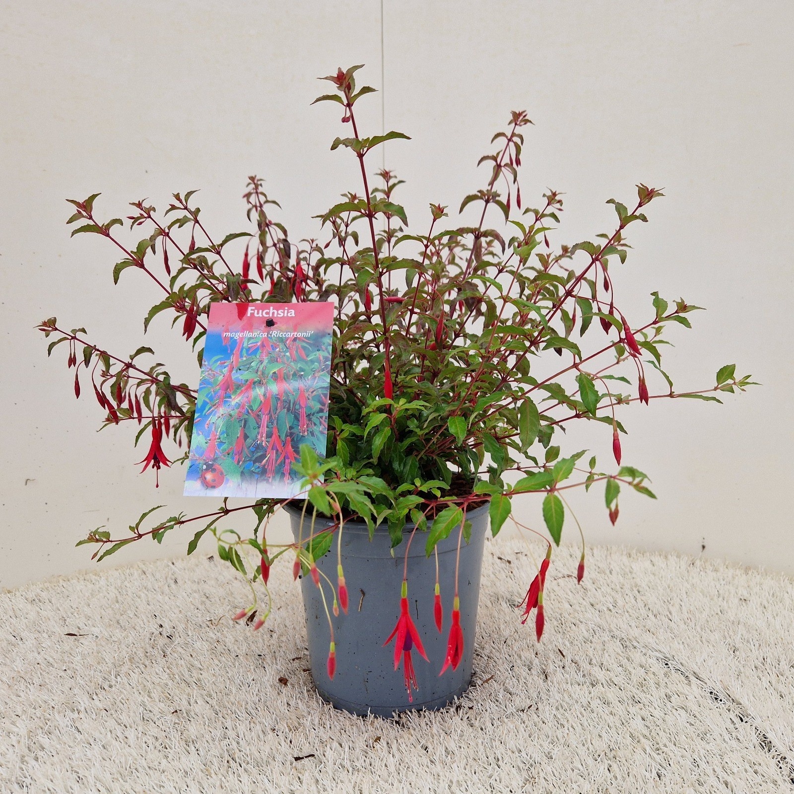 Fuchsia magellanica 'Riccartonii', D 17 cm