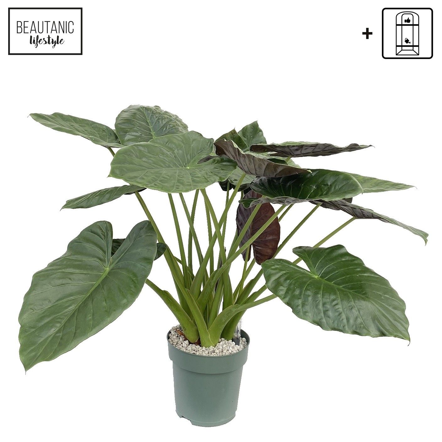 Alocasia Wentii, D 30