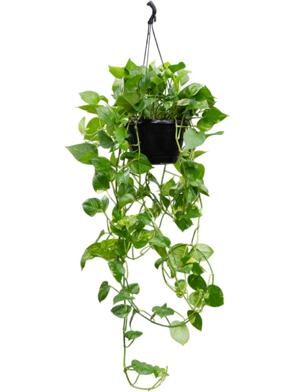 Scindapsus (Epipremnum) 'Aureum', D 25