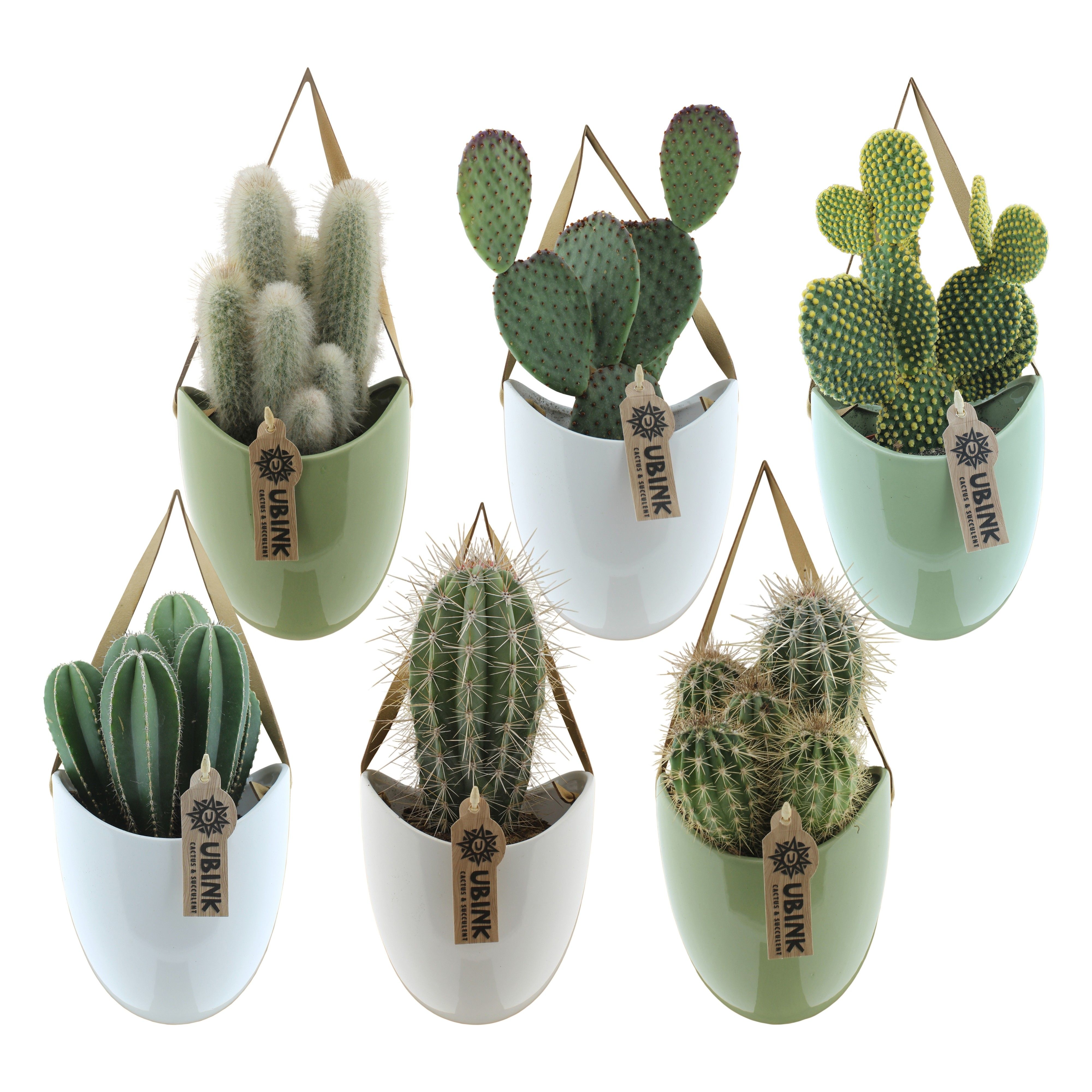 Cactus in hangpot met displaydoosje, D 12