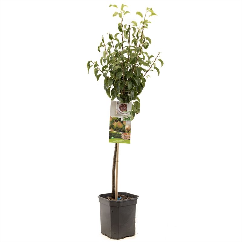 Pyrus comm. Bonne Louise laag Handpeer, D 24