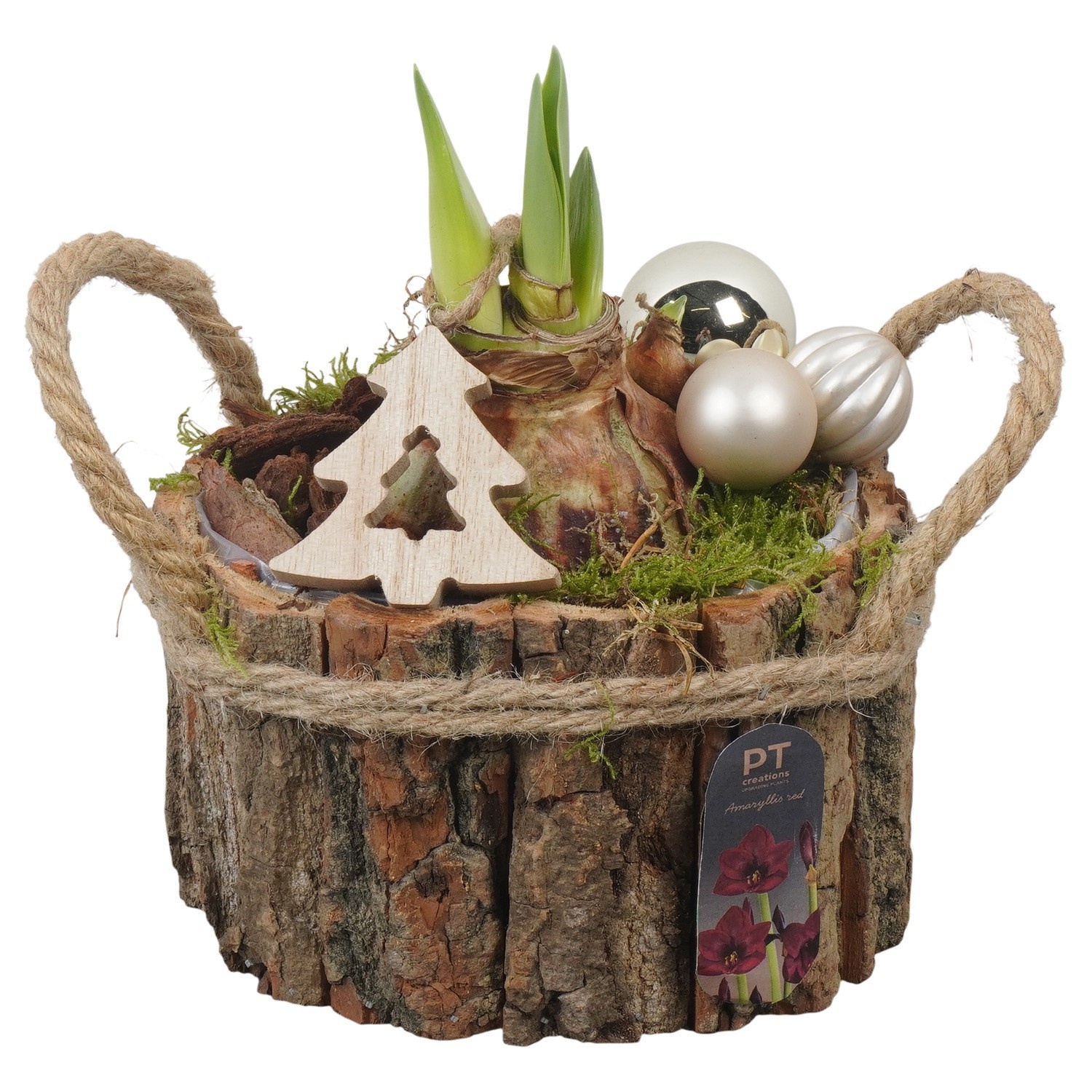 PTACH2546 Arrangement Amaryllis Christmas in houten pot, D 17