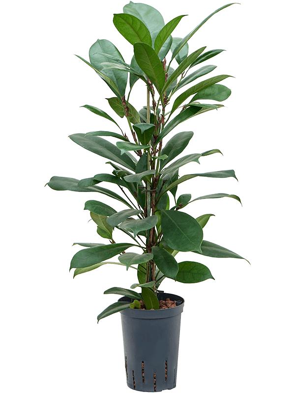 Ficus cyathistipula, D 15