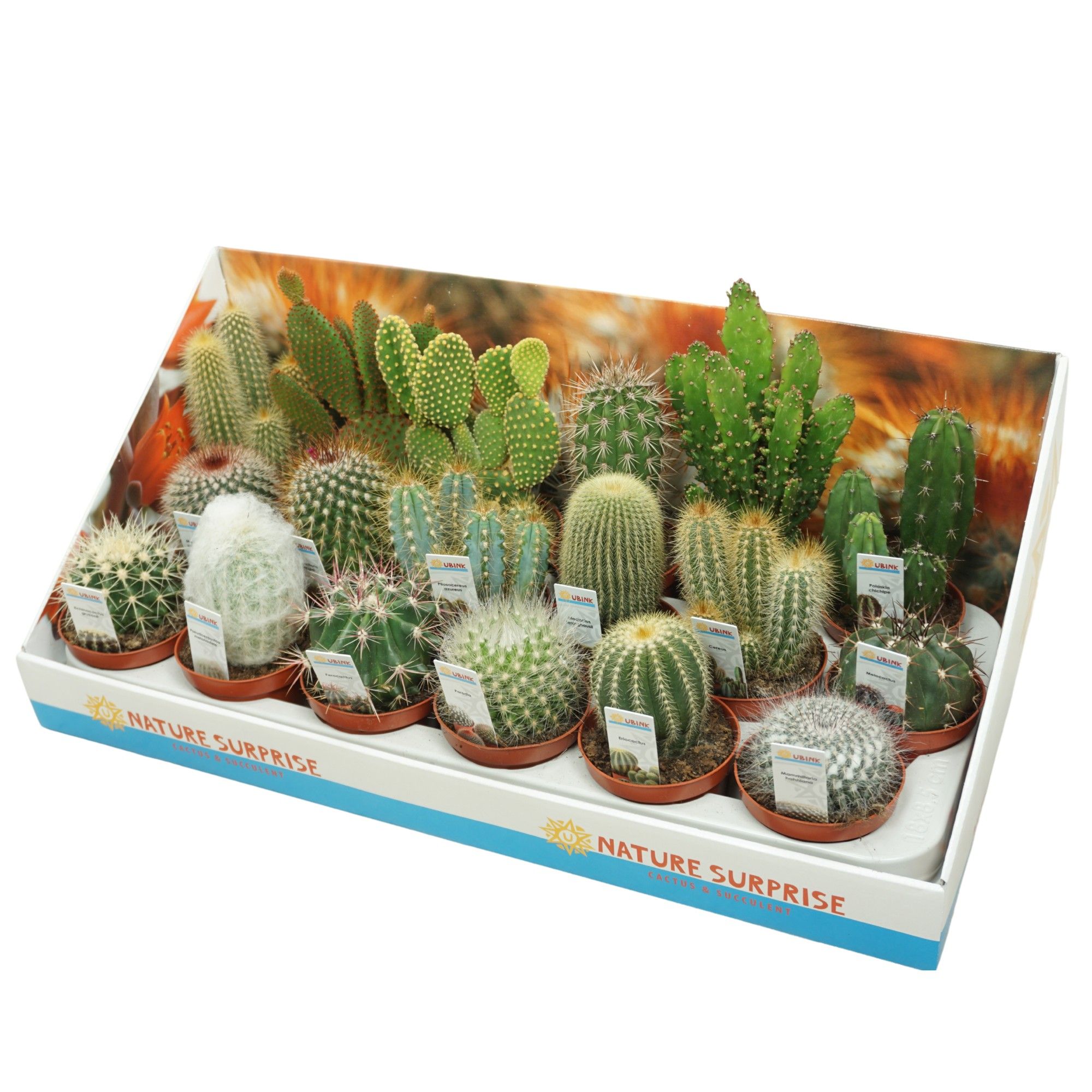 Cactus mix 8,5 cm met foto etiket in presentatiedoos, D 8,5