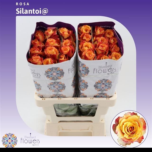 Роза од. Силантой 60, шт.